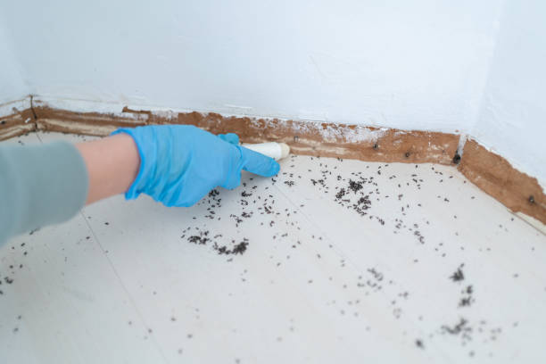 Best Best Pest Control Near Me  in Broadlands, VA