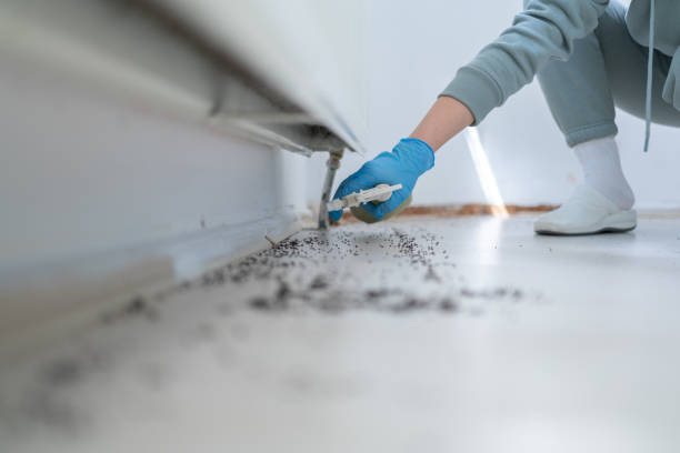 Professional Pest Control in Broadlands, VA